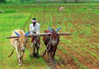 In UP, paddy will be purchased first from these farmers, purchase will start from October 1; Read the details of your district