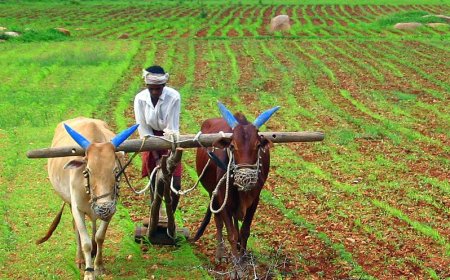 In UP, paddy will be purchased first from these farmers, purchase will start from October 1; Read the details of your district