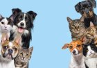 Protecting Your Pets: Essential Tips for a Safe Diwali Celebration