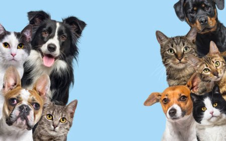 Protecting Your Pets: Essential Tips for a Safe Diwali Celebration