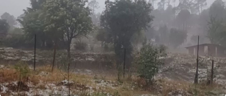 Rainfall Brings Relief to Uttarakhand Forest Department Amid Rising Fire Threats