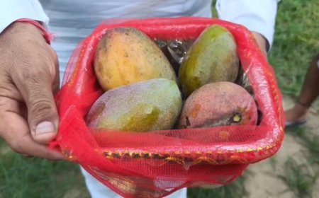 Miyazaki Mangoes Sold for ₹2.11 Lakh per Kilogram in Saharanpur: UP Farmer Sets Record in Special Deal for Mother