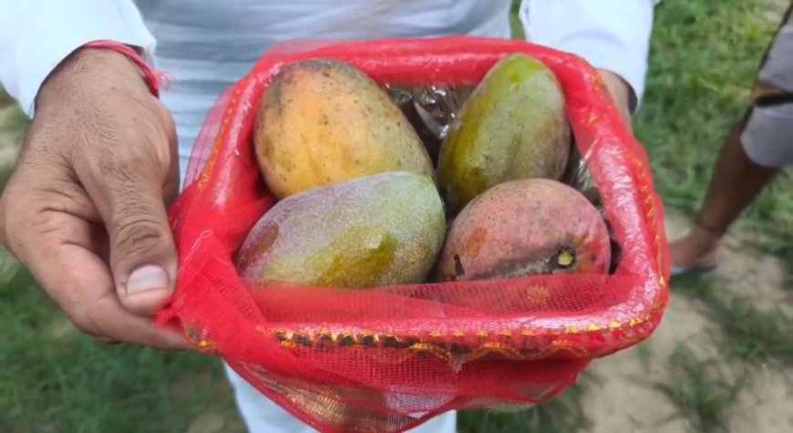 Miyazaki Mangoes Sold for ₹2.11 Lakh per Kilogram in Saharanpur: UP Farmer Sets Record in Special Deal for Mother