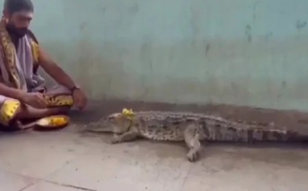 Crocodile Surfaces at Beechupally Pushkar Ghat; Priest Performs Puja for Rainfall and Welfare