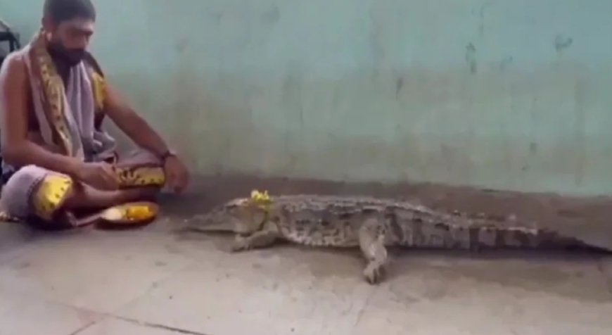 Crocodile Surfaces at Beechupally Pushkar Ghat; Priest Performs Puja for Rainfall and Welfare